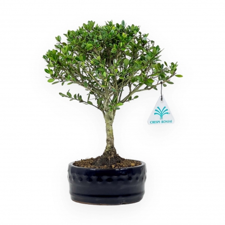 Ilex Crenata - Houx - 25 cm