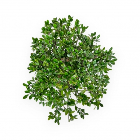 Ilex Crenata - Agrifoglio - 25 cm