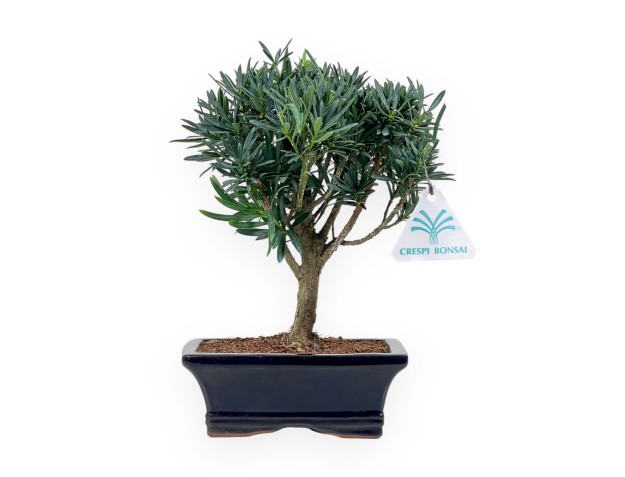 Podocarpus Macrophylla - Podocarpo - 26 cm