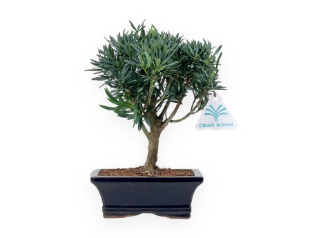 Podocarpus Macrophylla - Podocarp - 26 cm