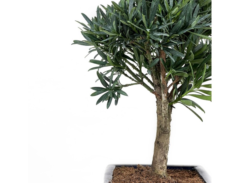 Podocarpus Macrophylla - Podocarpe - 26 cm