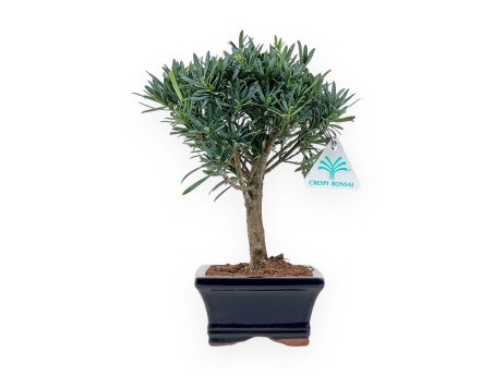 Podocarpus Macrophylla - Podocarp - 26 cm