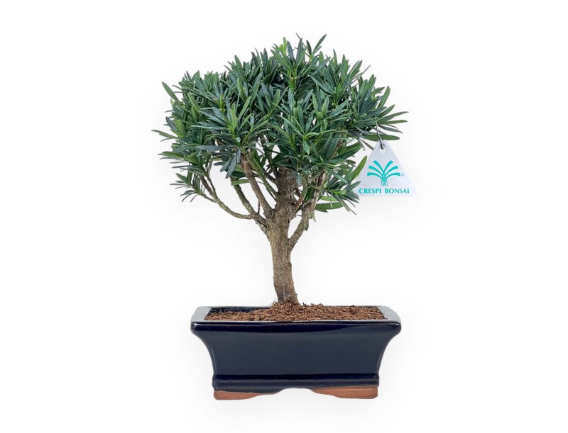 Podocarpus Macrophylla - Podocarp - 26 cm