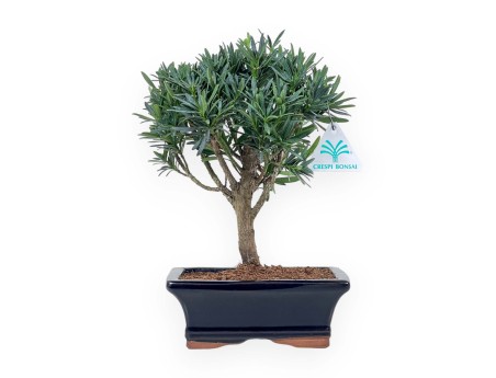 Podocarpus Macrophylla - Podocarpo - 26 cm