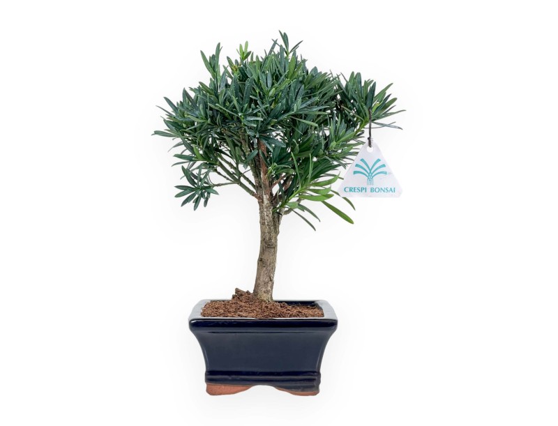 Podocarpus Macrophylla - Podocarpe - 26 cm