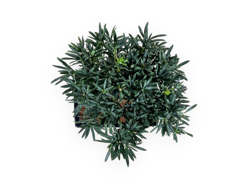 Podocarpus Macrophylla - Podocarp - 26 cm