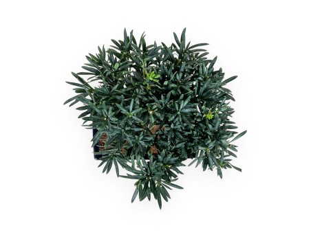 Podocarpus Macrophylla - Podocarpe - 26 cm
