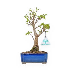 Acer Buergerianum - Acero - 25 cm