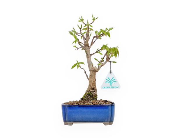 Acer Buergerianum - Maple - 25 cm