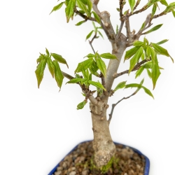 Acer Buergerianum - Acero - 25 cm