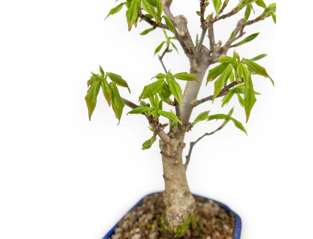 Acer Buergerianum - Maple - 25 cm 2