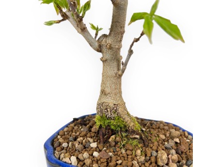 Acer Buergerianum - Acero - 25 cm