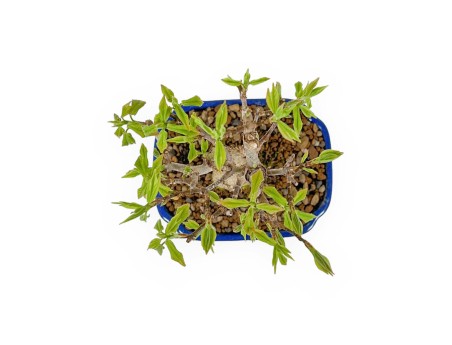 Acer Buergerianum - Érable - 25 cm