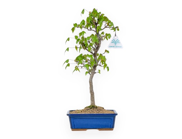 Acer Buergerianum - Maple - 39 cm