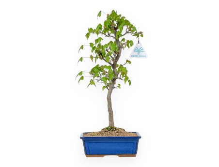 Acer Buergerianum - 39 cm