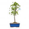 Acer Buergerianum - Acero - 39 cm