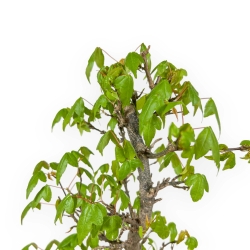 Acer Buergerianum - Acero - 39 cm