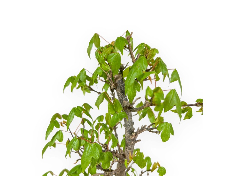 Acer Buergerianum - Acero - 39 cm