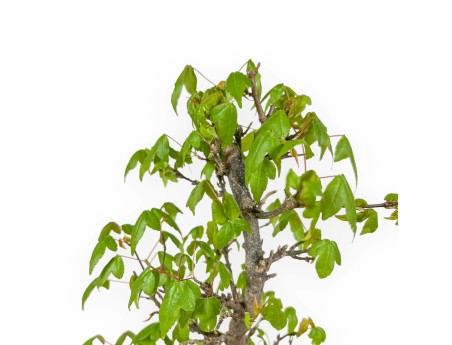 Acer Buergerianum - Maple - 39 cm