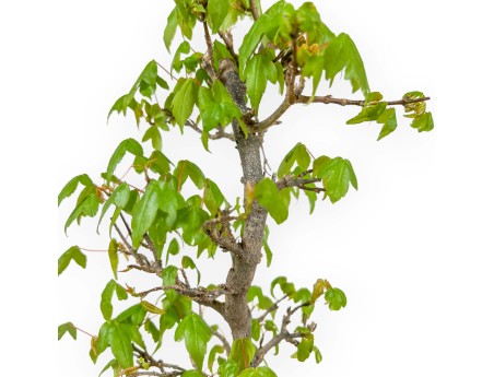 Acer Buergerianum - 39 cm