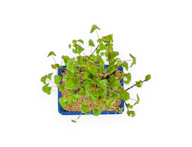 Acer Buergerianum - Érable - 39 cm