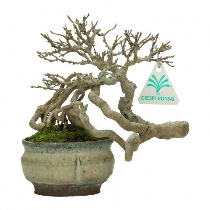 Acer buergerianum - acero - 20 cm