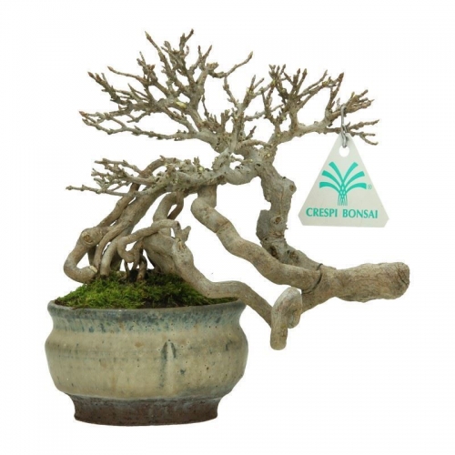 Acer buergerianum - acero - 20 cm