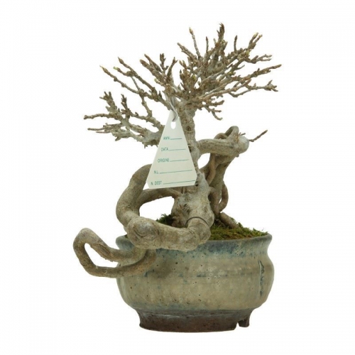 Acer buergerianum - acero - 20 cm