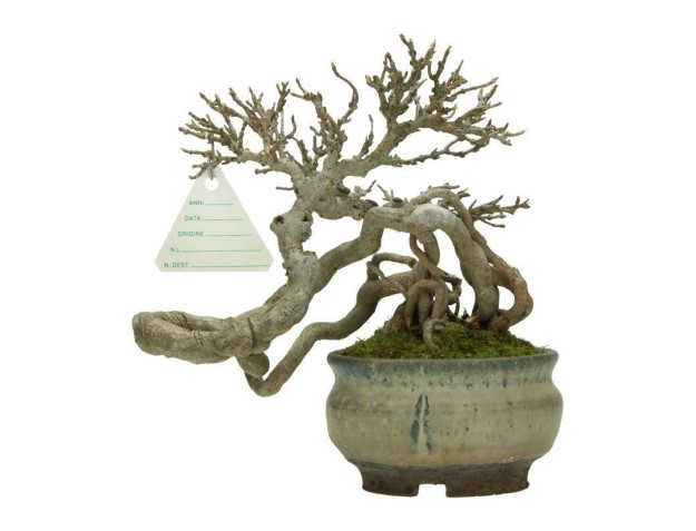 Acer buergerianum - érable - 20 cm 2