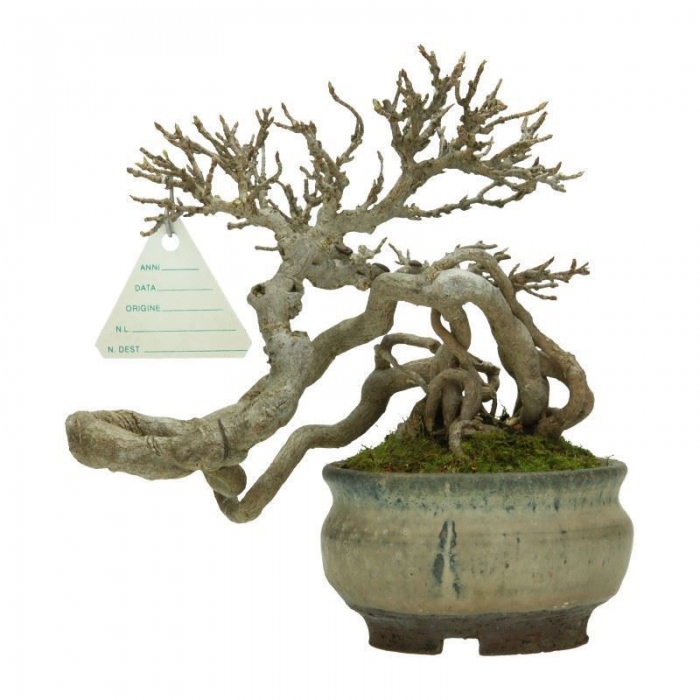 Acer buergerianum - acero - 20 cm