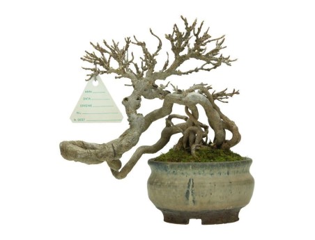 Acer buergerianum - acero - 20 cm