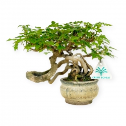 Acer buergerianum - Acero - 20 cm