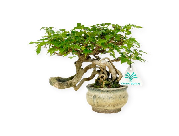 Acer buergerianum - maple - 20 cm