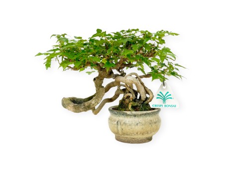 Acer buergerianum - 20 cm