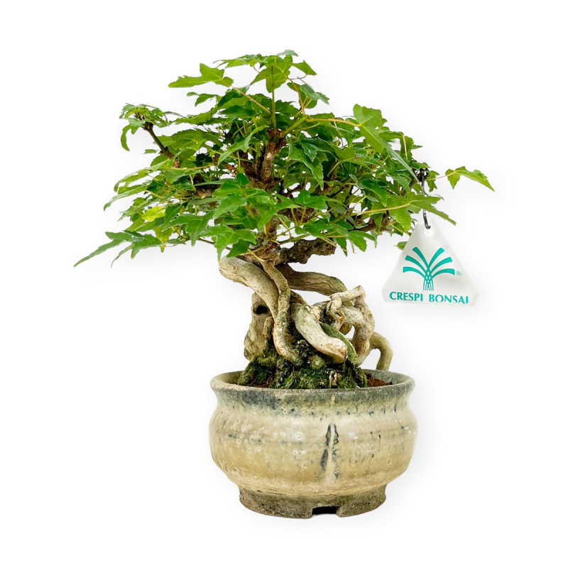 Acer buergerianum - Acero - 20 cm