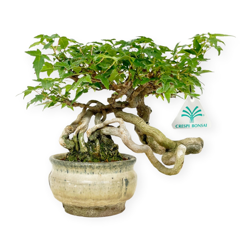 Acer buergerianum - Acero - 20 cm