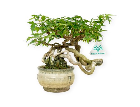 Acer buergerianum - maple - 20 cm