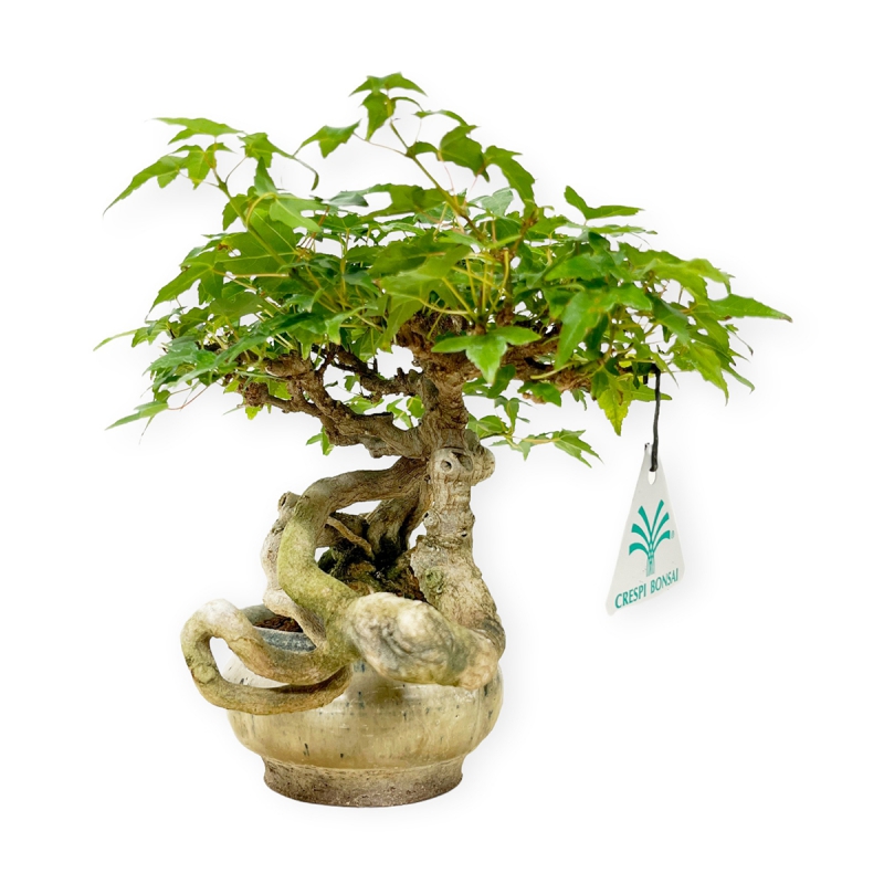 Acer buergerianum - Acero - 20 cm