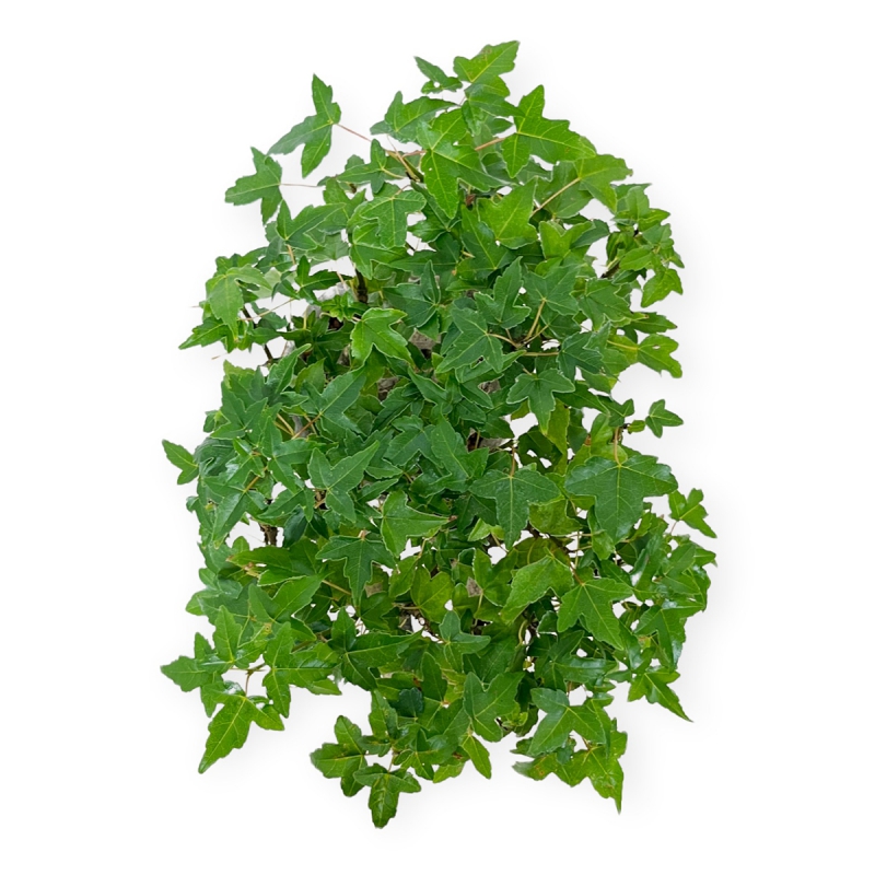 Acer buergerianum - Acero - 20 cm