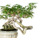 Acer buergerianum - 20 cm