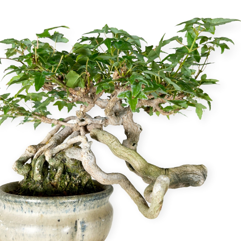 Acer buergerianum - Acero - 20 cm
