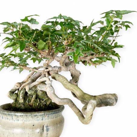 Acer buergerianum - érable - 20 cm