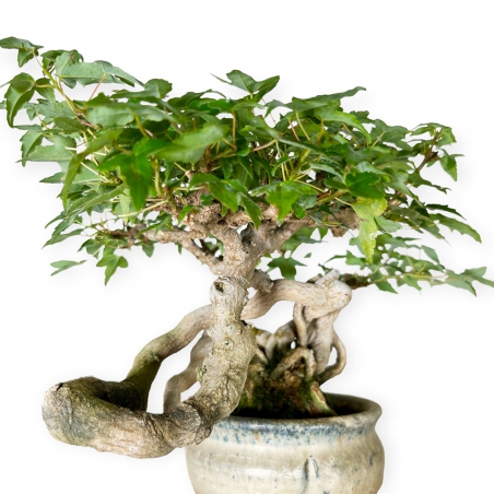 Acer buergerianum - maple - 20 cm