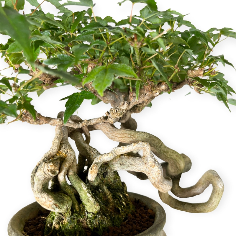 Acer buergerianum - maple - 20 cm