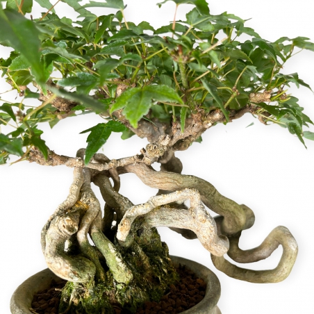 Acer buergerianum - Acero - 20 cm