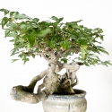 Acer buergerianum - 20 cm