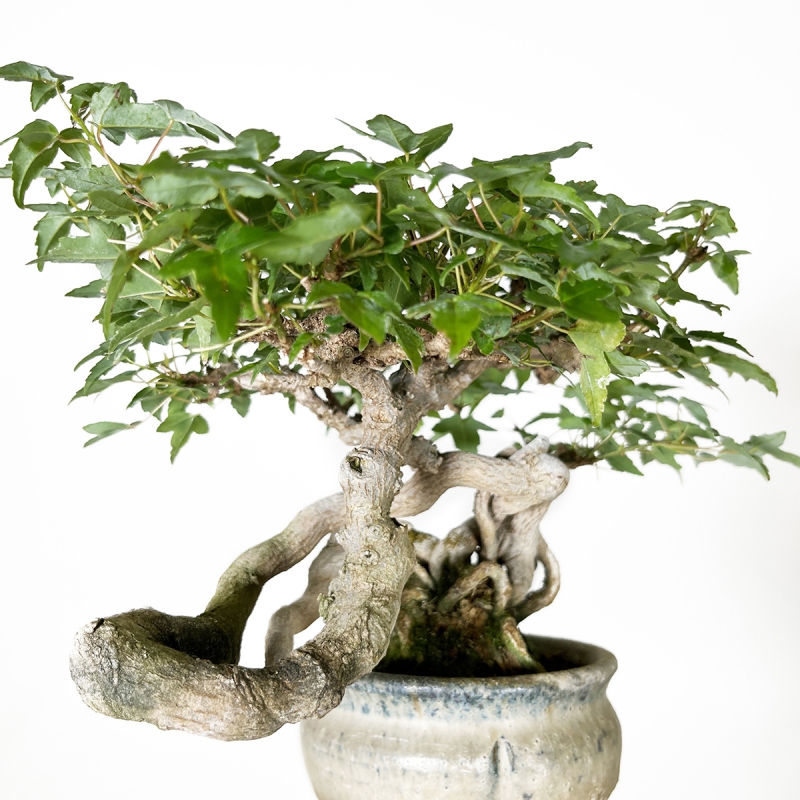 Acer buergerianum - maple - 20 cm