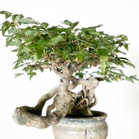 Acer buergerianum - Acero - 20 cm