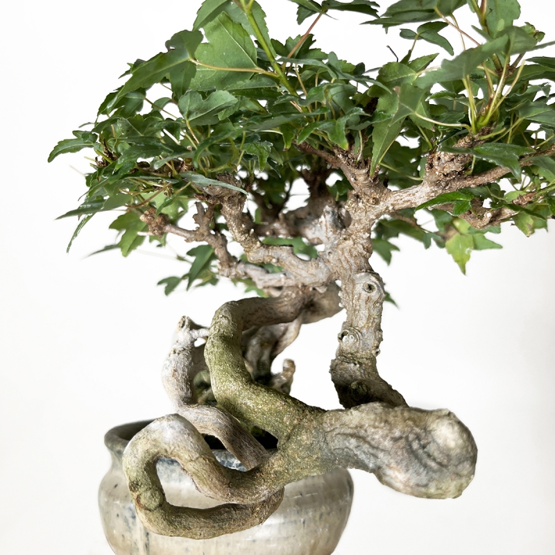 Acer buergerianum - Acero - 20 cm