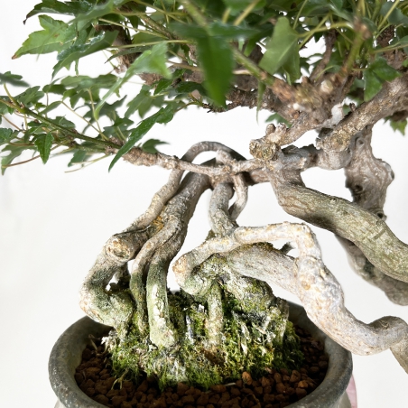 Acer buergerianum - Acero - 20 cm